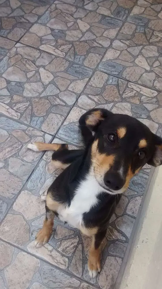 Cachorro ra a vira lata idade 4 anos nome Bolinha
