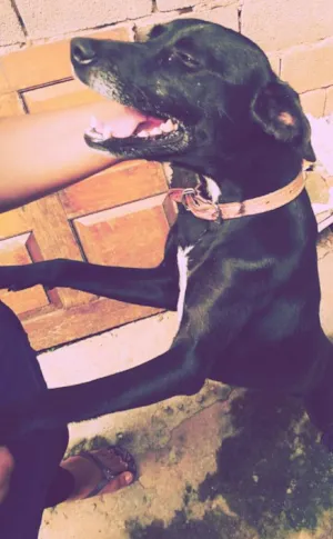 Cachorro raça Indefinida idade 1 ano nome Leda
