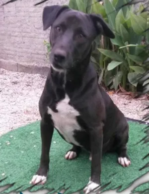 Cachorro raça Srd idade  nome Barney