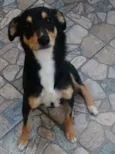 Bolinha