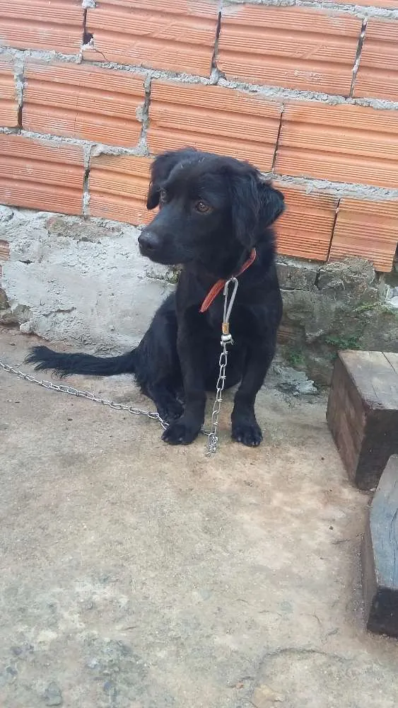 Cachorro ra a Vira lata idade 7 a 11 meses nome Julie e mily 