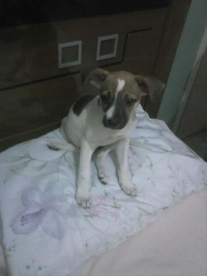 Cachorro ra a indefinida idade 2 a 6 meses nome suzy