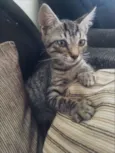 gata