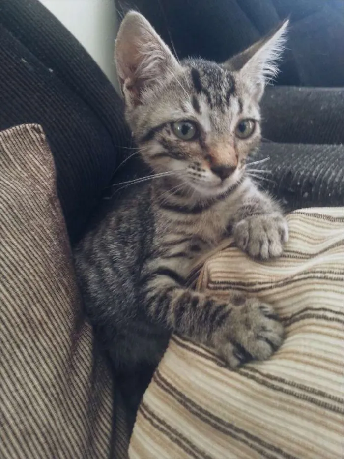 Gato raça não definida idade 2 a 6 meses nome gata