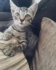 gata