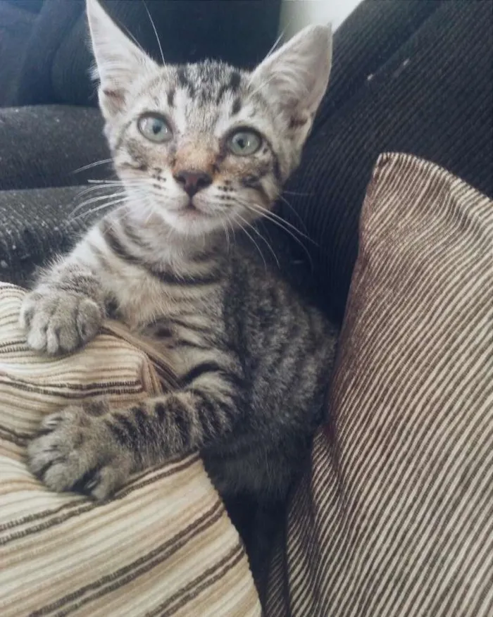 Gato raça não definida idade 2 a 6 meses nome gata