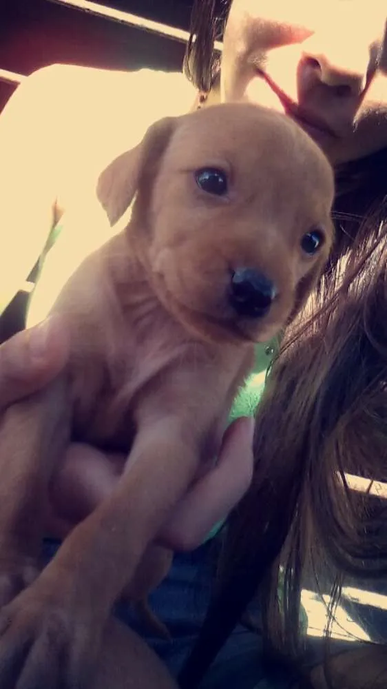 Cachorro ra a  idade 2 a 6 meses nome Sem nome