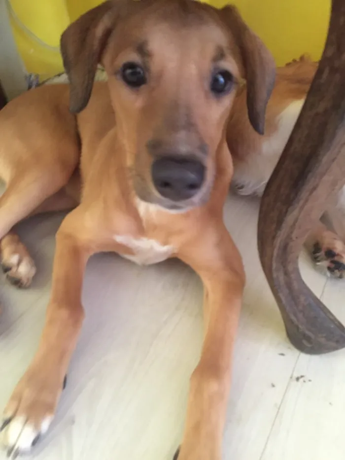Cachorro raça Vira-lata idade 7 a 11 meses nome Maria