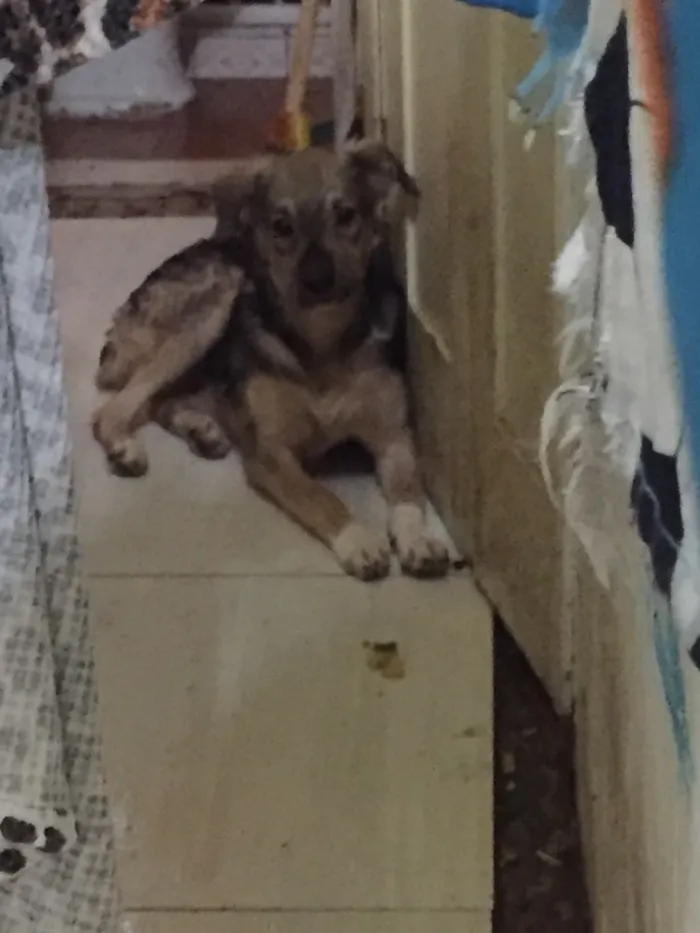 Cachorro raça Vira-lata idade 7 a 11 meses nome Maria