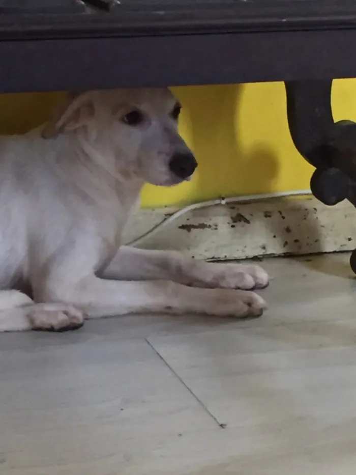 Cachorro raça Vira-lata idade 7 a 11 meses nome Maria