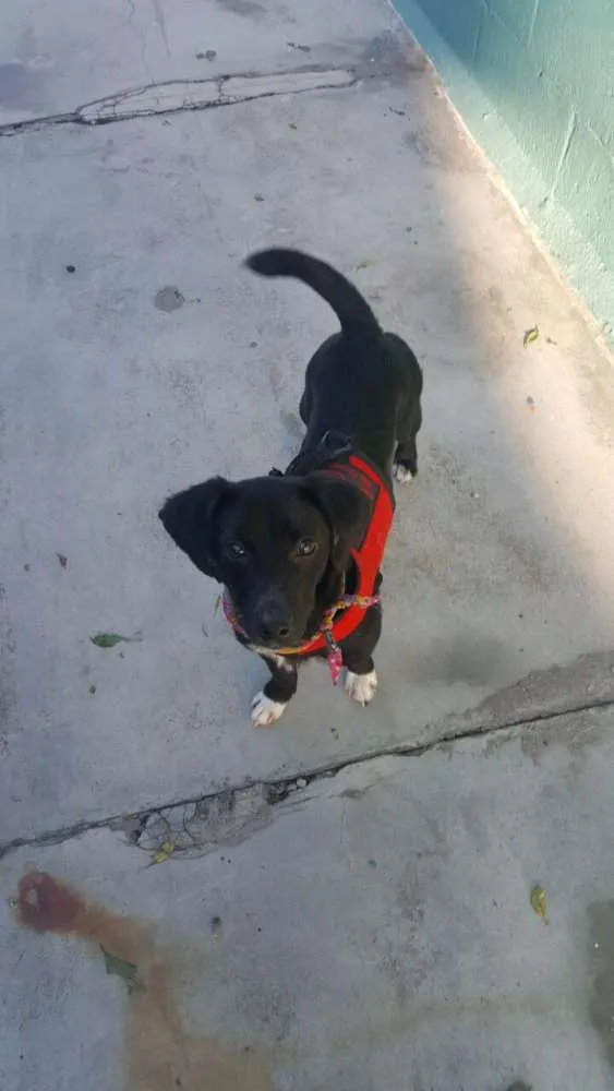 Cachorro ra a SRD idade 7 a 11 meses nome KAUÃ