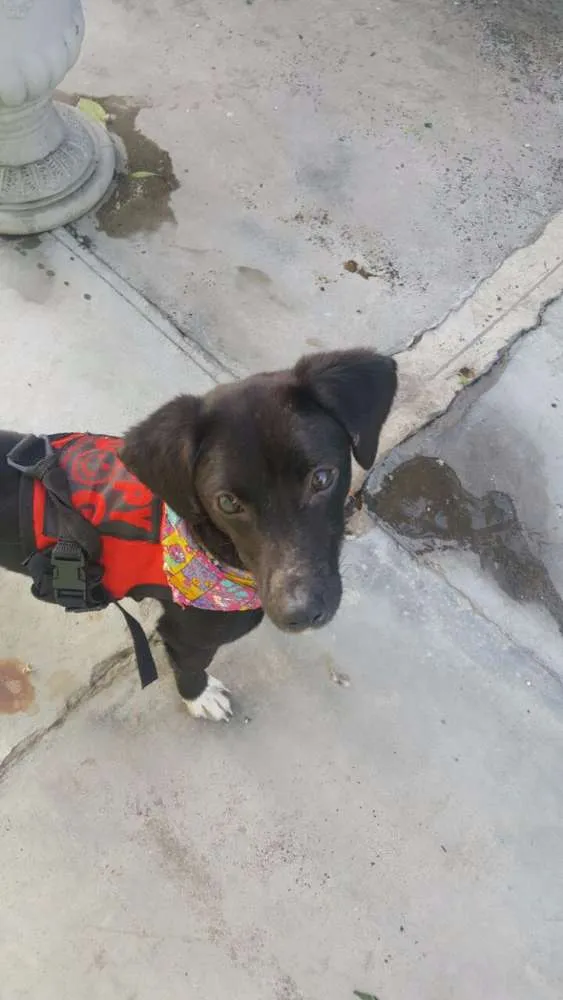 Cachorro ra a SRD idade 7 a 11 meses nome KAUÃ