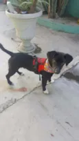 KAUÃ