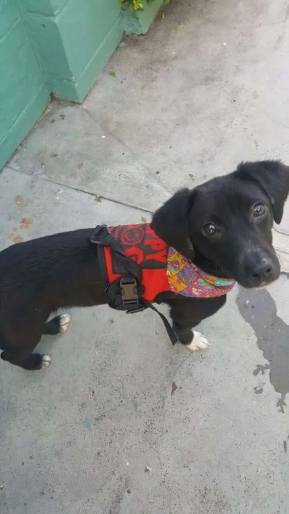 Cachorro ra a SRD idade 7 a 11 meses nome KAUÃ