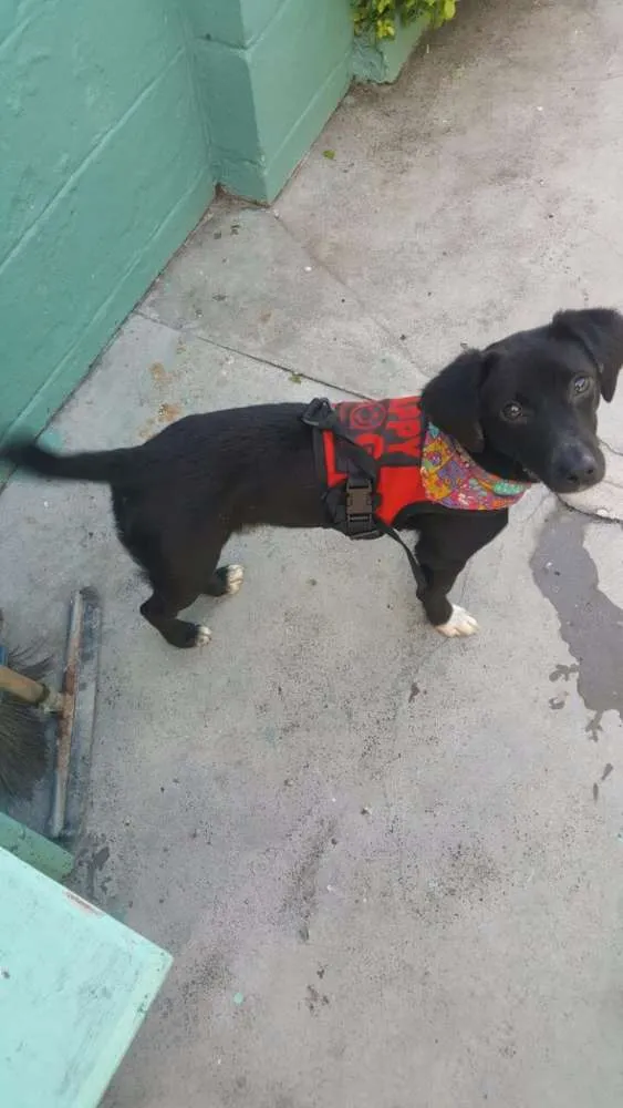 Cachorro ra a SRD idade 7 a 11 meses nome KAUÃ