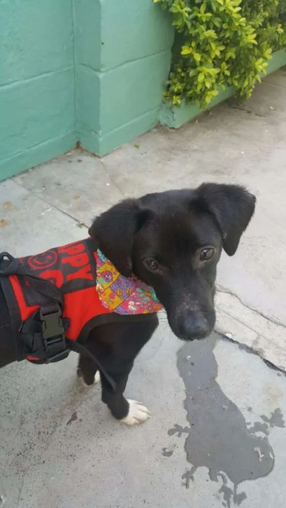 Cachorro ra a SRD idade 7 a 11 meses nome KAUÃ