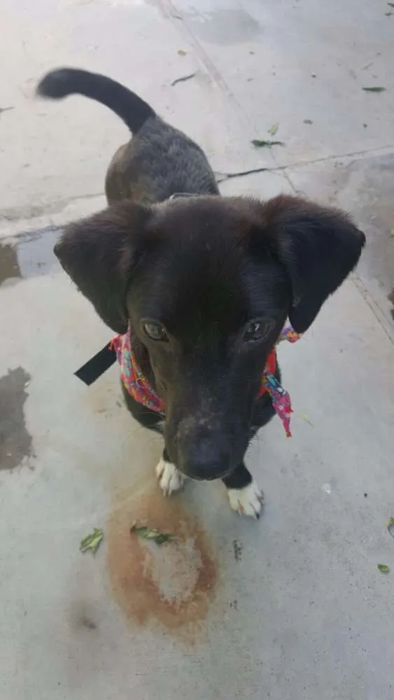 Cachorro ra a SRD idade 7 a 11 meses nome KAUÃ
