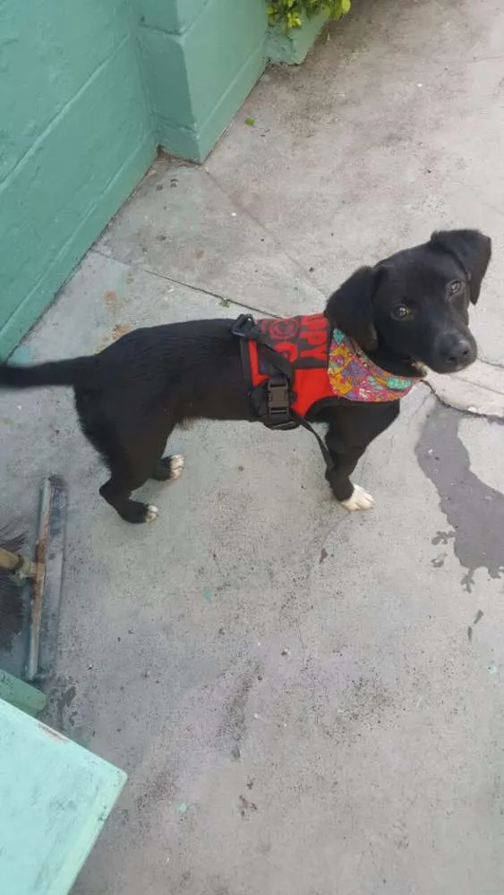 Cachorro ra a SRD idade 7 a 11 meses nome KAUÃ