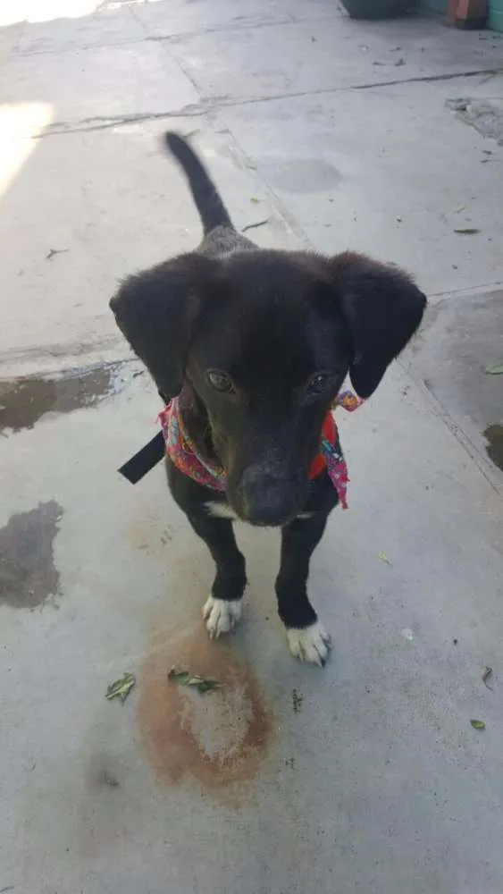 Cachorro ra a SRD idade 7 a 11 meses nome KAUÃ