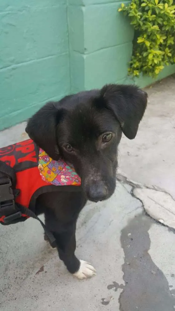 Cachorro ra a SRD idade 7 a 11 meses nome KAUÃ