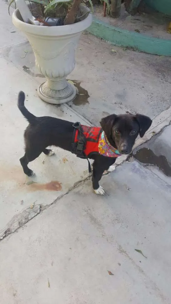 Cachorro ra a SRD idade 7 a 11 meses nome KAUÃ