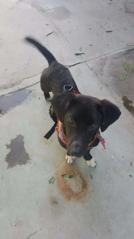 Cachorro ra a SRD idade 7 a 11 meses nome KAUÃ