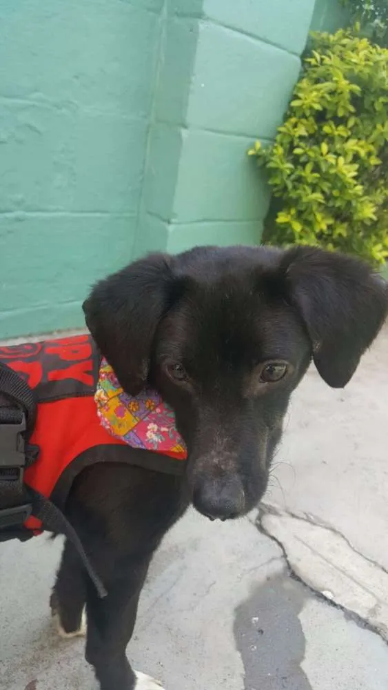 Cachorro ra a SRD idade 7 a 11 meses nome KAUÃ
