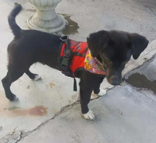 Cachorro ra a SRD idade 7 a 11 meses nome KAUÃ