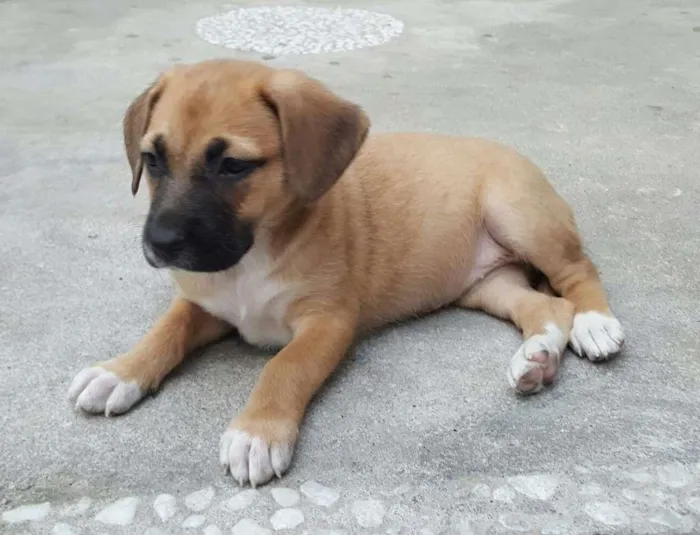 Cachorro ra a SRD idade Abaixo de 2 meses nome AMY 