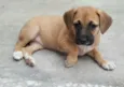 AMY