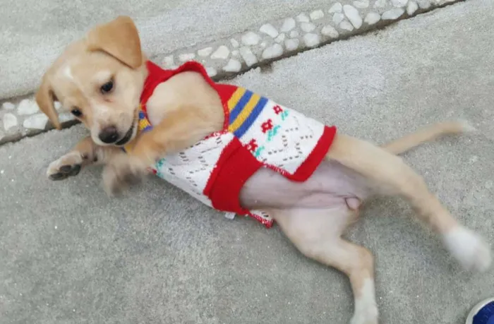 Cachorro ra a SRD idade Abaixo de 2 meses nome EVA