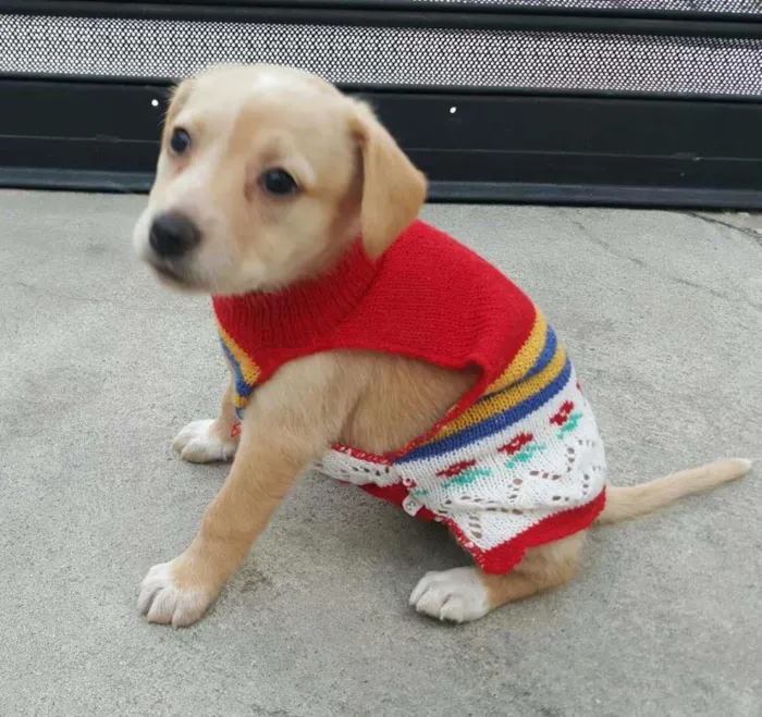 Cachorro ra a SRD idade Abaixo de 2 meses nome EVA