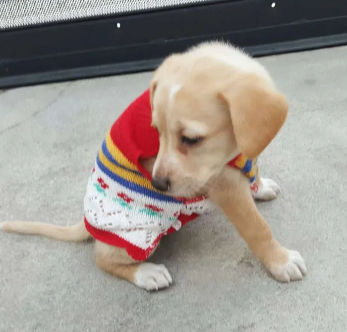 Cachorro ra a SRD idade Abaixo de 2 meses nome EVA