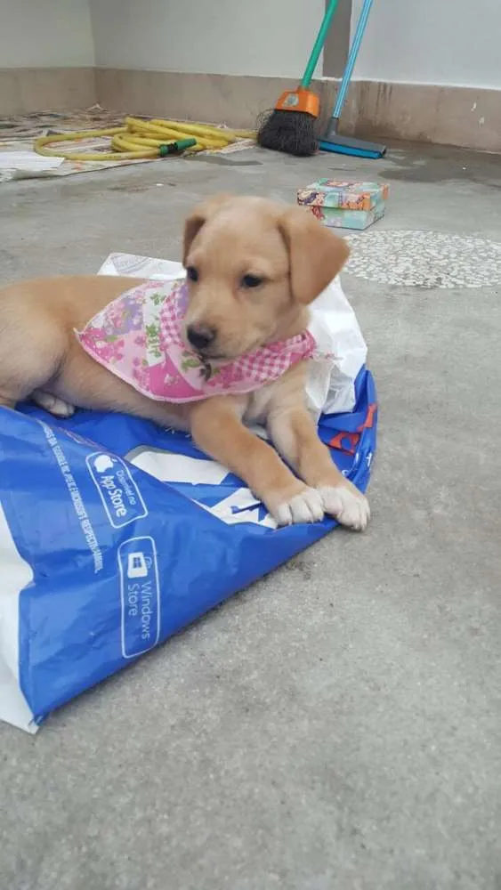 Cachorro ra a SRD idade Abaixo de 2 meses nome ANGEL 