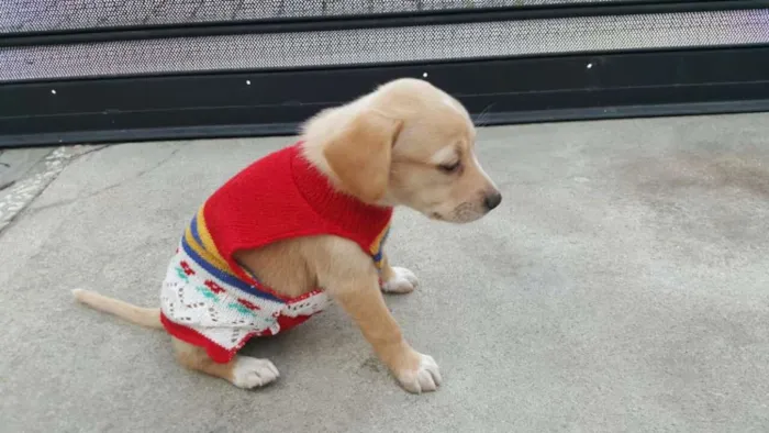 Cachorro ra a SRD idade Abaixo de 2 meses nome ANGEL 