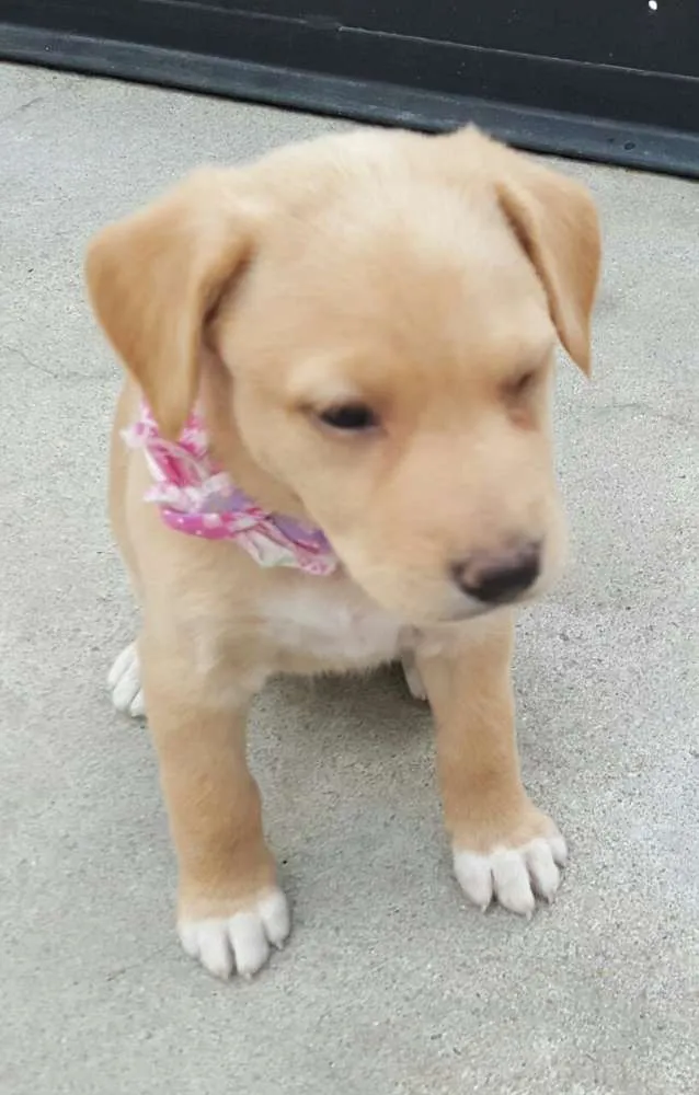 Cachorro ra a SRD idade Abaixo de 2 meses nome ANGEL 