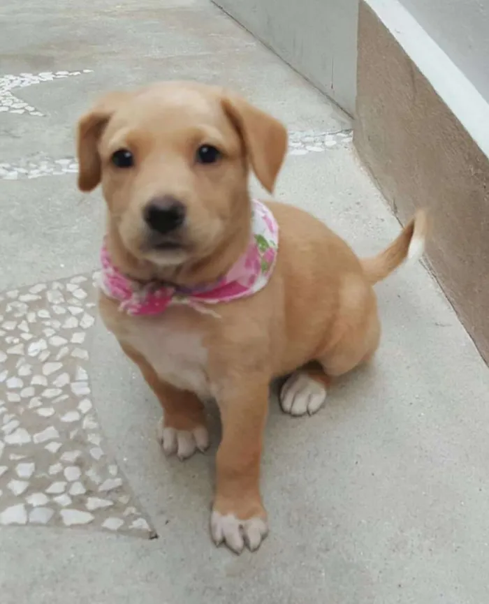Cachorro ra a SRD idade Abaixo de 2 meses nome ANGEL 