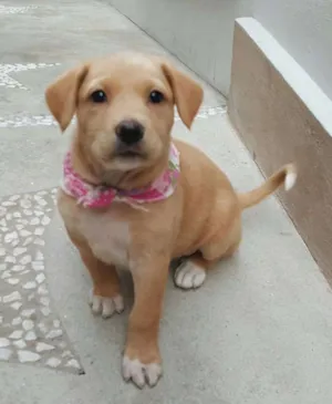 Cachorro raça SRD idade Abaixo de 2 meses nome ANGEL 