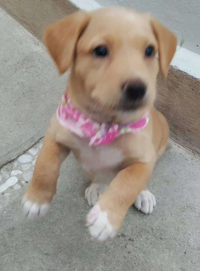 Cachorro ra a SRD idade Abaixo de 2 meses nome ANGEL 