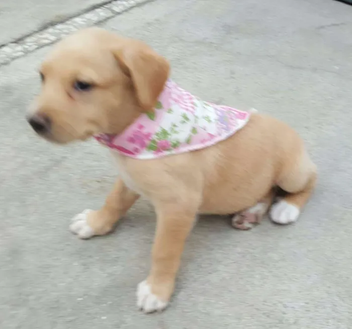 Cachorro ra a SRD idade Abaixo de 2 meses nome ANGEL 