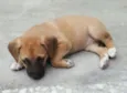 BELA