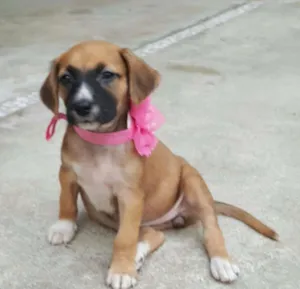 Cachorro raça SRD idade Abaixo de 2 meses nome MIA
