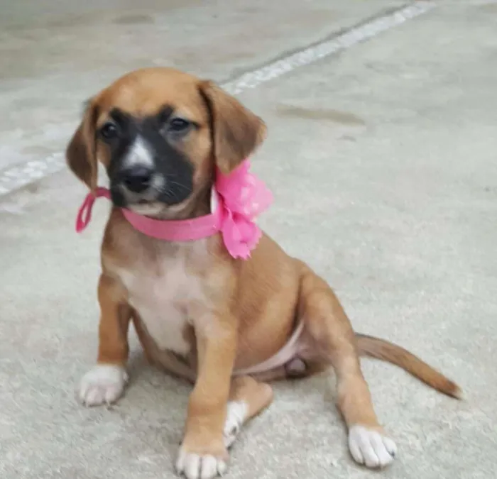 Cachorro ra a SRD idade Abaixo de 2 meses nome MIA