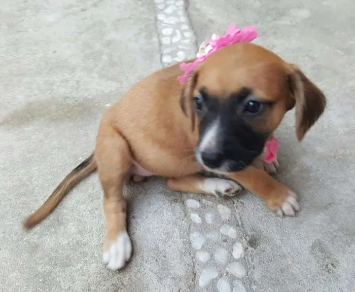 Cachorro ra a SRD idade Abaixo de 2 meses nome MIA
