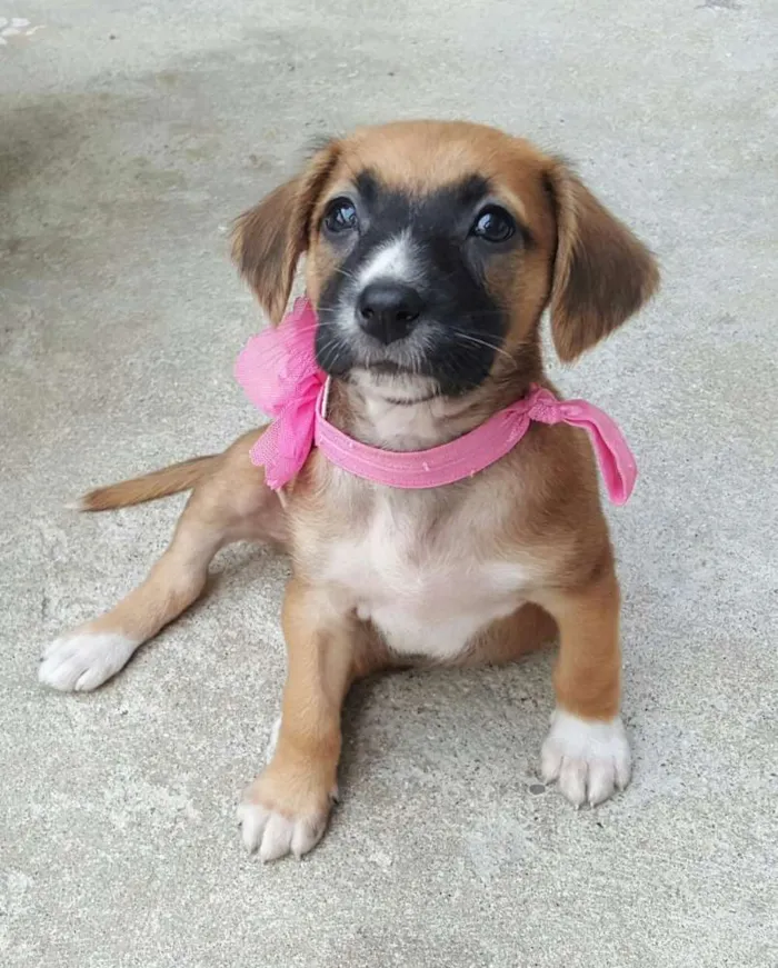 Cachorro ra a SRD idade Abaixo de 2 meses nome MIA