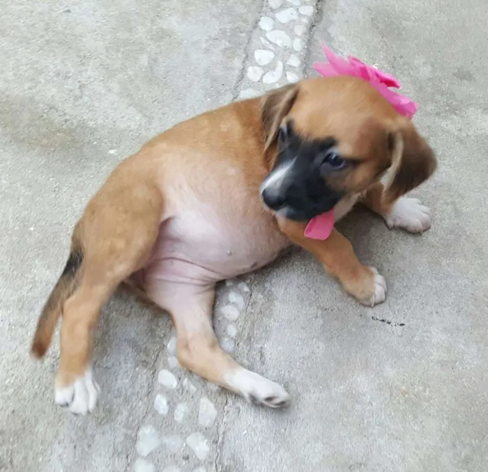 Cachorro ra a SRD idade Abaixo de 2 meses nome MIA