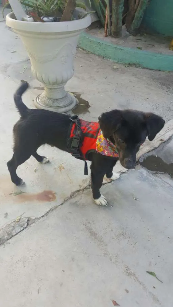 Cachorro ra a SRD idade 7 a 11 meses nome KAUÃ