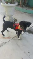 KAUÃ