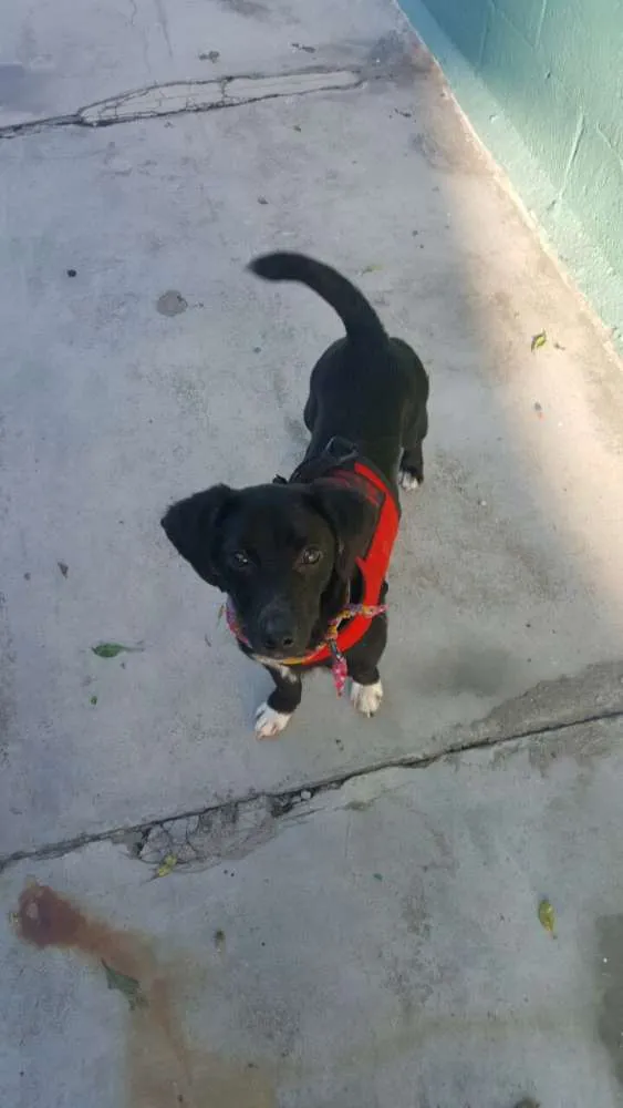 Cachorro ra a SRD idade 7 a 11 meses nome KAUÃ