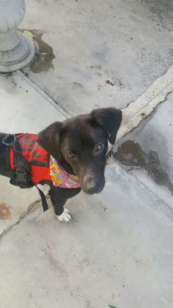 Cachorro ra a SRD idade 7 a 11 meses nome KAUÃ